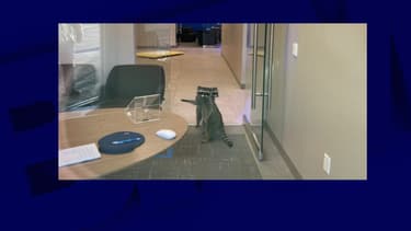 Les deux animaux ont pu déambuler un moment dans la banque.