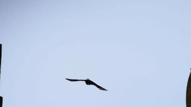 Un oiseau survole la Grande Mosquée de Paris.