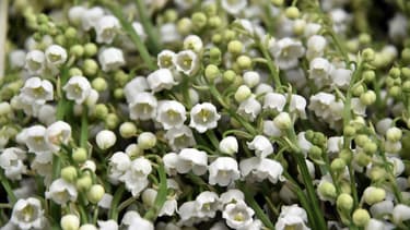 Les ventes de muguet ont été en baisse de près de 20% lors du 1er mai 2015