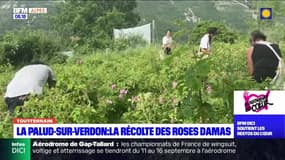 Tout terrain du dimanche 10 septembre 2023 - La Palud-sur-Verdon, la récolte des roses Damas