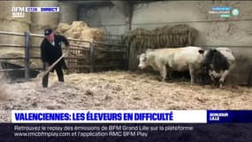 Valenciennes: les éleveurs en difficulté depuis la fermeture de l'abattoir