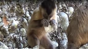 Le singe capucin frappe une pierre contre la roche. 