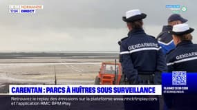 Carentan: les parcs à huîtres sous surveillance avant les fêtes de fin d'année