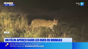 Rhône: un grand félin aperçu dans les rues de Brindas