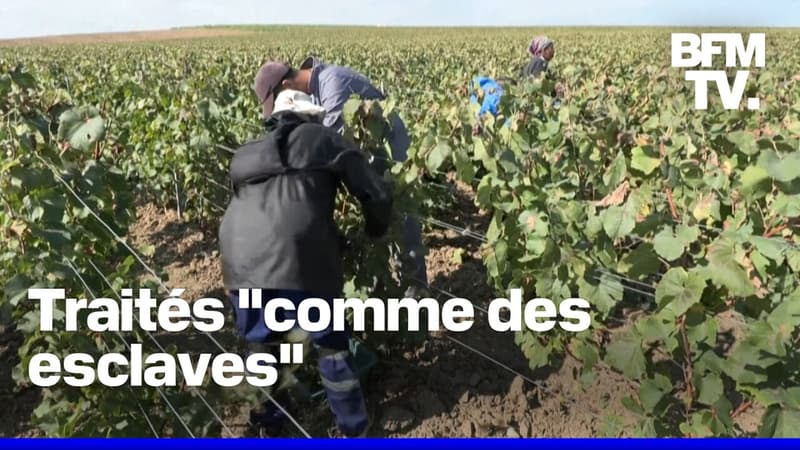 Trije obsojeni na zaporne kazni zaradi izkoriščanja delavcev pri trgatvi v Šampanji