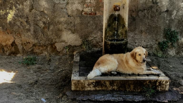 Un chien se rafraîchit dans une fontaine à Rome, frappée par une vague de chaleur précoce, le 24 juin 2019 (photo d'illustration).