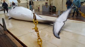 Baleine de Minke sur le point d'un baleinier japonais.