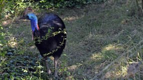 Un casoar a tué son propriétaire aux Etats-Unis (image d'illustration).