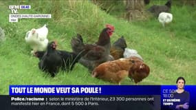 De plus en plus de Français achètent des poules pondeuses
