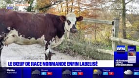 Le bœuf de race normande enfin labellisé au niveau européen