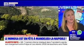 Côte d'Azur Découvertes du jeudi 15 février - La Fête du Mimosa à Mandelieu-la-Napoule