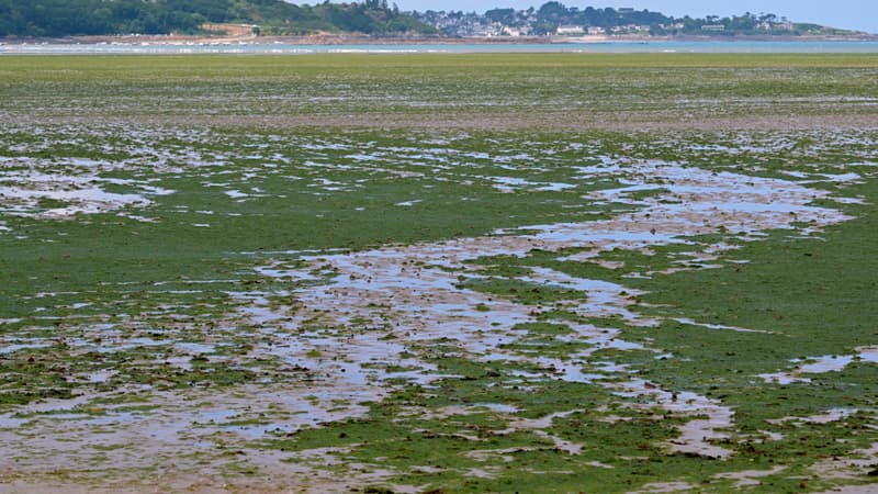La plage de Saint-Michel-en-Grèves le 24 mai 2024, couverte d'algues vertes.