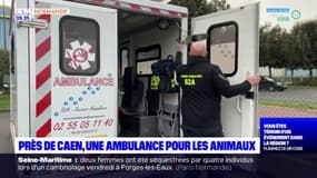 Calvados: une ambulance pour secourir les animaux blessés