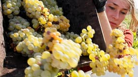 A la Mission Haut-Brion, château contigu à Haut-Brion à Pessac, une cinquantaine de vendangeurs ont commencé mardi à couper les grappes déjà mûres d'une parcelle de sauvignon d'environ 1 hectare sur les 3,5 hectares de vignes consacrées au vin blanc. /Pho