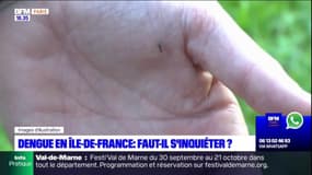 Dengue en Ile-de-France: faut-il s'inquiéter?