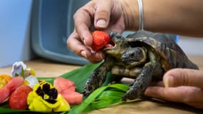 La plus vieille tortue à deux têtes Janus le 3 septembre 2022