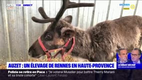 Alpes-de-Haute-Provence: un élevage de rennes à Auzet 