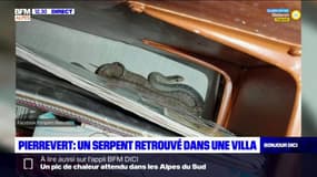 Pierrevert: un serpent retrouvé dans une villa 