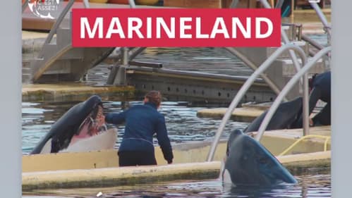 L'association "C'est Assez!" affirme que le parc Marineland prévoit de reprendre les spectacles d'orques.