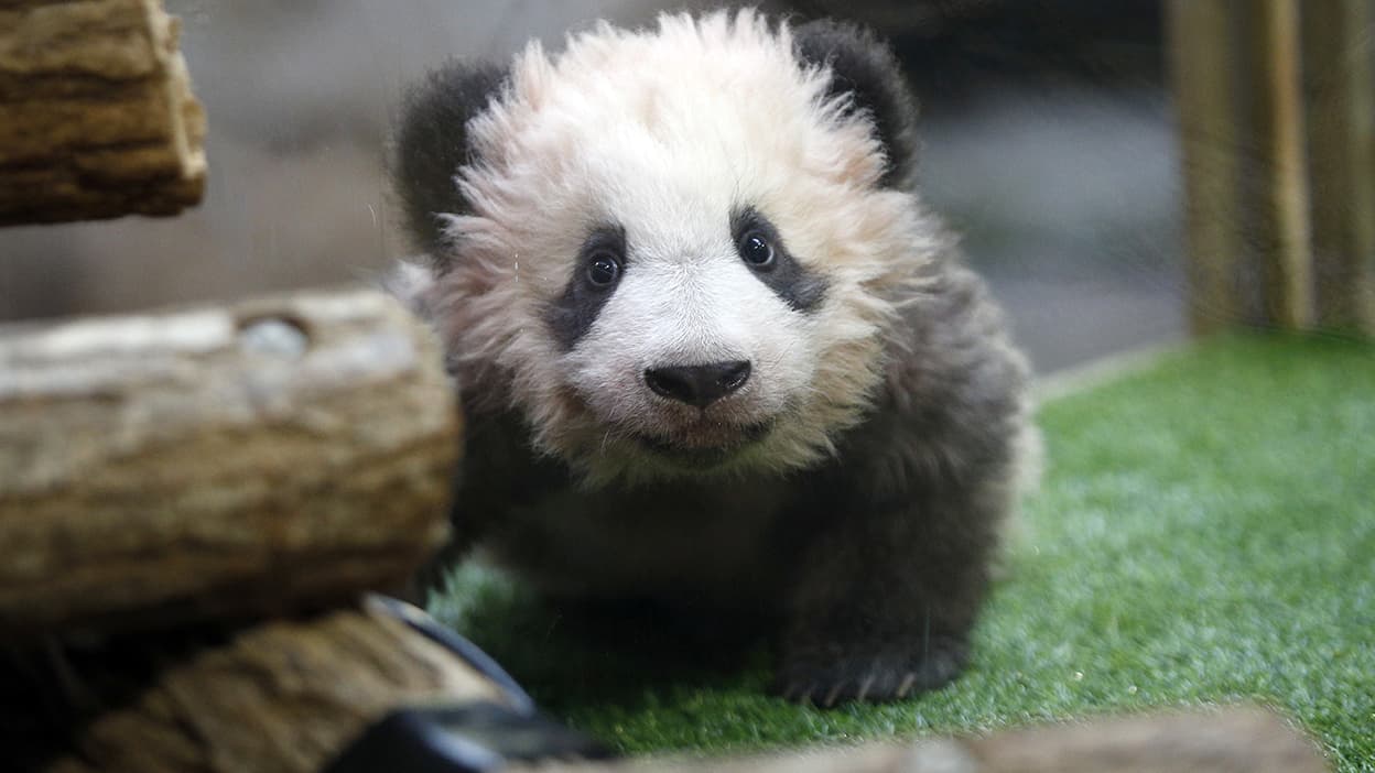Trop Mignon Le Bebe Panda Du Zoo De Beauval Est En Pleine Forme Pour Sa Presentation Au Public