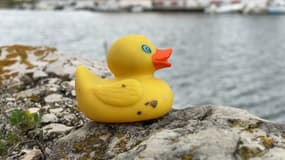 Un canard en plastique sur les rives du Gapeau, dans le Var.