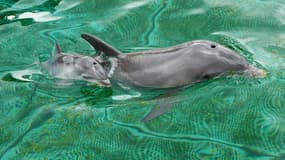 Des dauphins du Marineland d'Antibes (sud-est de la France), le 19 mai 2020.