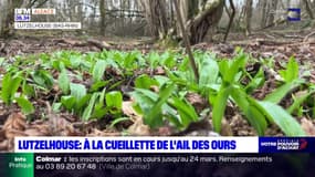 Bas-Rhin: comment différencier l'ail des ours du muguet?