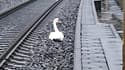 La touchante histoire d'un cygne triste qui a fait s'arrêter des trains en Allemagne