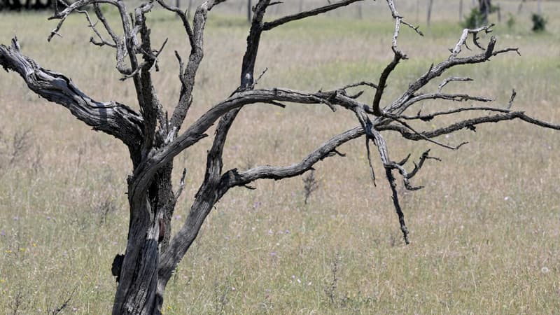 Un arbre victime de la sécheresse (illustration).