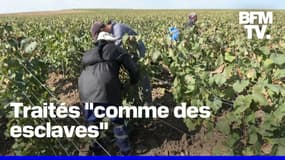 Vendanges en Champagne: trois personnes condamnées à de la prison ferme pour traite d'êtres humains 
