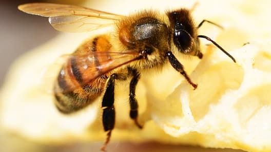 Une abeille - Image d'illustration