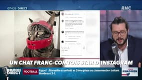 Quand un chat franc-comtois devient la star d’Instagram