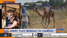 Paris & Vous: Janvry, place mondiale du chameau !