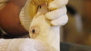 Confrontée à une campagne mondiale contre le gavage des volatiles, la France forme ses producteurs de foie gras aux nouvelles normes européennes censées couper l'herbe sous les pieds des détracteurs de cette pratique. /Photo d'archives/REUTERS/Mathieu Bel