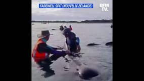 En Nouvelle-Zélande, des bénévoles tentent de sauver une trentaine de baleines échouées