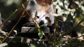 Un panda roux (photo d'illustration)