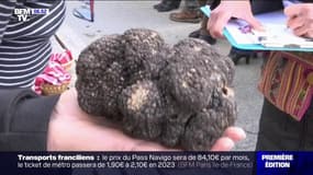 Truffes: jusqu'à 800 euros le kilo cette année