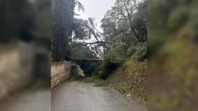 Le chemin du vinaigrier est fermé jusqu’à nouvel ordre après la chute d’un arbre à Villefranche-sur-Mer jeudi 2 novembre.