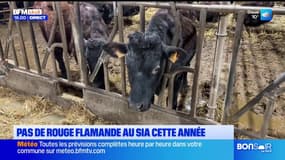 Pas de rouge flamande au salon de l'agriculture en février.