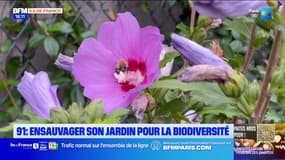 Essonne: des conseils pour faire revenir la biodiversité dans son jardin