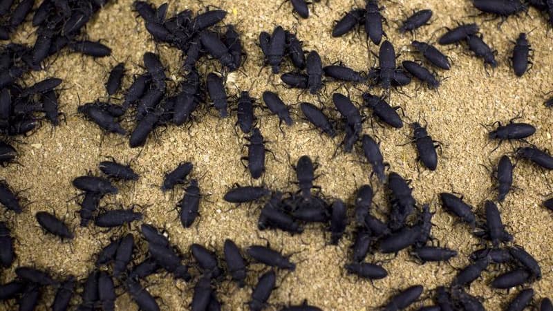 Les insectes sont une alternative crédible pour l'alimentation animale en Europe au moment où la course aux nouvelles protéines s'intensifie en raison des besoins alimentaires croissants et de la raréfaction des terres cultivables. /Photo d'archives/REUTE