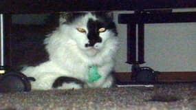Lux, le chat qui a terrorisé une famille américaine.