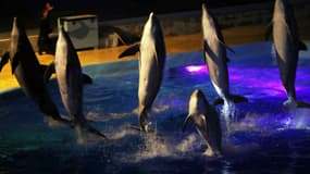 Des dauphins au Marineland d'Antibes en décembre 2016