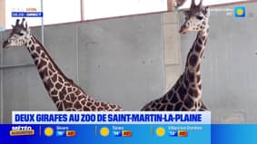 Deux girafes au zoo de Saint-Martin-la-Plaine