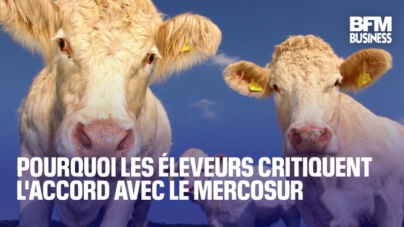 Pourquoi les éleveurs critiquent l'accord avec le Mercosur