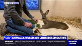 Rhône: ce centre soigne les animaux sauvages blessés et lance une cagnotte pour s'agrandir