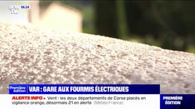 Var: la fourmi électrique, invasive et douloureuse, détectée à La Croix-Valmer