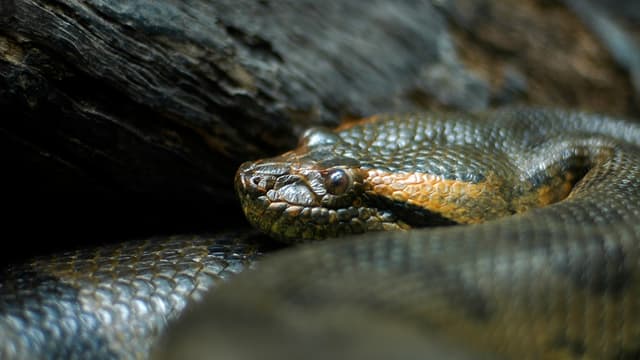 Un anaconda (Photo d'illustration).