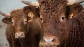Des vaches limousines à Arras le 17 décembre 2015 (image d'illustration)
