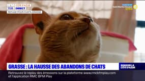 Grasse: hausse des abandons de chats cet été